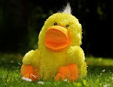 150716 Duck